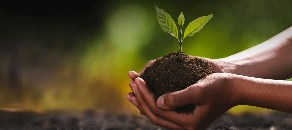 Hands holding soil with a green plant seedling